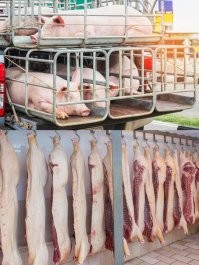 О массовых беспорядках в Киеве и других… Сколько ещё продержится Зеленский?