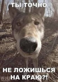 Незваные гости приглашают мужчину на ужин