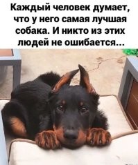 16 забавных фото, глядя на которые так и тянет сказать: “Кто тут самый хороший пёсик?”