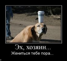 Пёс по команде чешет хозяина