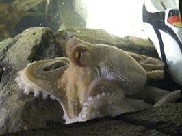 Осьминог Пауль «Осьминог-оракул» (нем. Oktopus-Orakel) осьминог, получивший известность благодаря предполагаемой способности угадывать исходы матчей с участием футбольной сборной Германии.