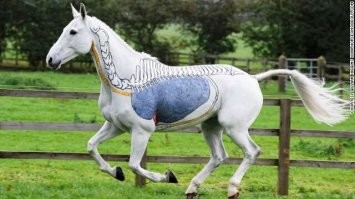 Они просто расправленны на столе. А так да, у лошадей лёгкие большие. Иначе как эта животинка смогла бы таскать плуг по целине и возить что скажут на десятки километров? Там потребление кислорода бешеное.