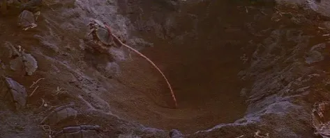 Секреты успешной охоты: 13 хитрых приёмов от хищников