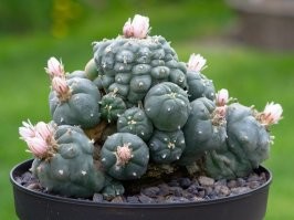 Возможно, арт-объект создавался под влиянием (во всех смыслах) этого растения...