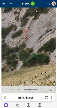Ну отдна там явно поумнее других будет, более безопасный путь выбрала