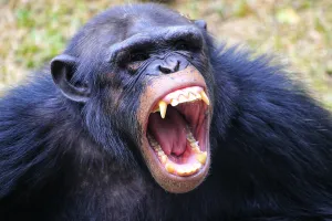 В Эр-Рияде Кадыров и Делимханов попытались прорваться на боксёрский ринг