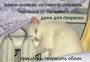 При каких температурах кошке действительно холодно