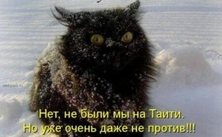 При каких температурах кошке действительно холодно