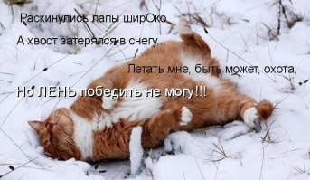 При каких температурах кошке действительно холодно
