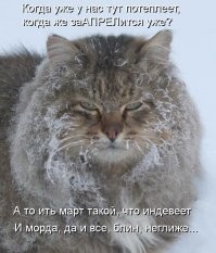 При каких температурах кошке действительно холодно