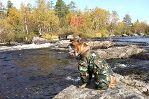 Я бы на первое место поставил боксёра, единственный недостаток- слюни и много))
В остальном же идеальная собака для семьи, только порода не сторожевая, а защитная. Детям позволяет абсолютно всё, своим и чужим, просто когда надоедят, уйдет и спрячется. 
Как защитник весьма серьезен при правильной дрессировке.