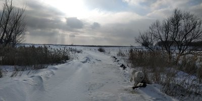 Самоед - нянька, надежный компаньон, защитник и теплая подушка в палатке )
Очень любит детей, в меру игрив, не портит мебель, сильно привязывается к хозяевам, гипоаллергенная шерсть и почти без запаха. Из минусов: шерстяная ) - надо постоянно вычесывать. Надо много гулять - но для нас это плюс )) Гулять любит везде: на лыжах в лесу (когда устает по глубокому снегу носиться, реально встает сзади на лыжи и едет), за грибами, на рыбалку, в степи, скалистым пляжам,  по горам белок гонять; купаться в море, реке, горном ручейке, ледяном озере но только не в ванной лапы мыть ) Обожает кататься в машине, легко переносит поездки в 2 000 км
