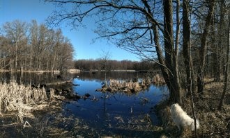 Самоед - нянька, надежный компаньон, защитник и теплая подушка в палатке )
Очень любит детей, в меру игрив, не портит мебель, сильно привязывается к хозяевам, гипоаллергенная шерсть и почти без запаха. Из минусов: шерстяная ) - надо постоянно вычесывать. Надо много гулять - но для нас это плюс )) Гулять любит везде: на лыжах в лесу (когда устает по глубокому снегу носиться, реально встает сзади на лыжи и едет), за грибами, на рыбалку, в степи, скалистым пляжам,  по горам белок гонять; купаться в море, реке, горном ручейке, ледяном озере но только не в ванной лапы мыть ) Обожает кататься в машине, легко переносит поездки в 2 000 км
