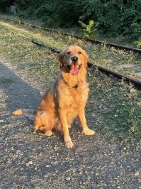 + за голдяшку. аккурат такая сейчас, детям позволяет всё. абсолютное отсутствие агрессии.