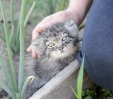 Не ищите здесь смысл. Здесь в основном маразм