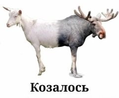 Ишаки везде нужны.