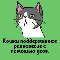 У кошачьих нет усов, у них есть ВИБРИССЫ и это не только "усы" но и "брови"