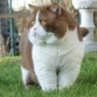 Британская кошка: тяжёлый характер и реалии жизни с таким котом