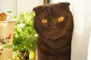 Было у меня такое чудо вислоухое) 13 лет прожил , да еще и новый жк42 разбил