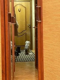 22 пёсика, которые замерли в ожидании хозяина на коврике и излучают нетерпение