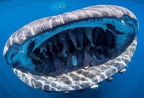 Больше других были озадачены рыбки реморы, живущие во рту у китовых акул.     
Если, конечно, они были в этом аквариуме.