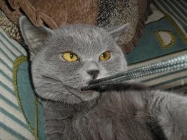 хоспадя, да любое котэ, которое себя уважает, может исцарапать и покусать, если, по её мнению, нарушили личные границы.
кстати, чёрная пантера исцарапал (кот, как и багира в оригинале), и искусал всех, чего про бритов не скажу.