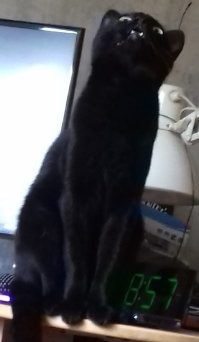 хоспадя, да любое котэ, которое себя уважает, может исцарапать и покусать, если, по её мнению, нарушили личные границы.
кстати, чёрная пантера исцарапал (кот, как и багира в оригинале), и искусал всех, чего про бритов не скажу.