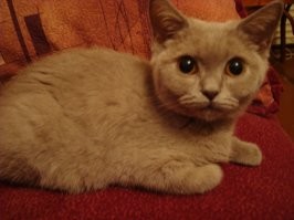 хоспадя, да любое котэ, которое себя уважает, может исцарапать и покусать, если, по её мнению, нарушили личные границы.
кстати, чёрная пантера исцарапал (кот, как и багира в оригинале), и искусал всех, чего про бритов не скажу.