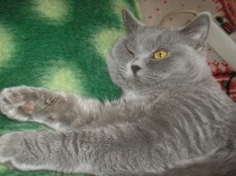 хоспадя, да любое котэ, которое себя уважает, может исцарапать и покусать, если, по её мнению, нарушили личные границы.
кстати, чёрная пантера исцарапал (кот, как и багира в оригинале), и искусал всех, чего про бритов не скажу.