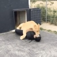 Блин, я думал, она сейчас им овладеет..