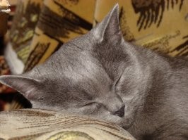 Ушла на радугу...   (