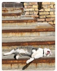 Устал суету наводить . Это перфоманс , он художник , он так видит .