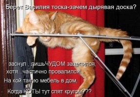 20 случаев, когда коты доказывали, что для сна не существует неудобных мест и поз