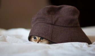 25 гениев маскировки, которые поражают своей изобретательностью