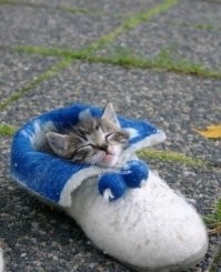 20 случаев, когда коты доказывали, что для сна не существует неудобных мест и поз