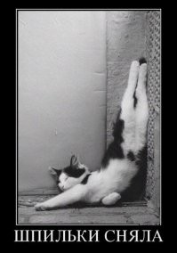 20 случаев, когда коты доказывали, что для сна не существует неудобных мест и поз