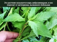 От метеоризма бобовых, хорошо помогает чеснок если их употреблять вместе.