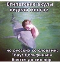 В Подмосковье кабана накормили пирожками