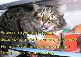 16 наглых котиков, которые закрепили за собой звание главных хулиганов дома