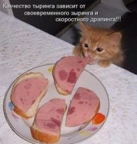 16 наглых котиков, которые закрепили за собой звание главных хулиганов дома