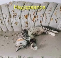 16 наглых котиков, которые закрепили за собой звание главных хулиганов дома
