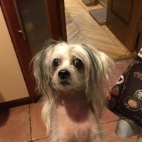 22 милых попрошайки, которым невозможно отказать в выдаче внеплановой вкусняшки