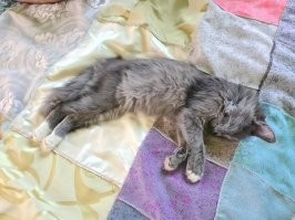 Я построил дом в этом году, жили летом еще в ремонте, жена в какой-то момент пошла позвать домового, на следующий день к нам пришел котёнок, который сделал ровно тоже самое.