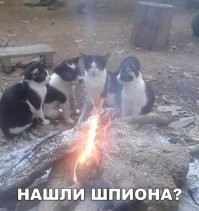 25 гениев маскировки, которые поражают своей изобретательностью