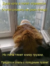 Не толстый, просто кость пушистая