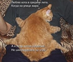 Не толстый, просто кость пушистая