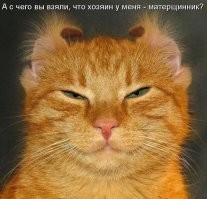 50 оттенков кошачьего настроения