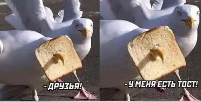 Чайки посетители магазинов и не только