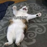 Не толстый, просто кость пушистая