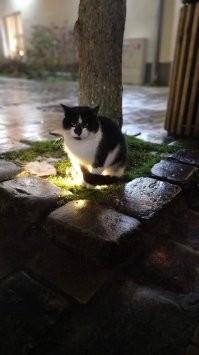 У нас в городе тоже так посиживают. К сожалению затерялась фотка, где кот вообще пристроился на фонаре архитектурной подсветки здания. Тоже очень классно смотрится.